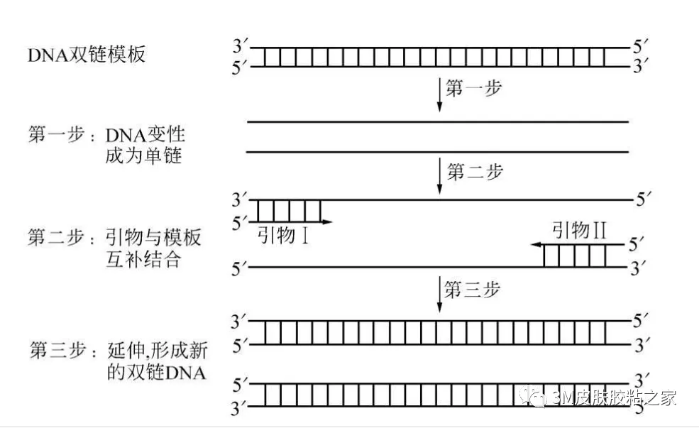PCR的基本反应步骤